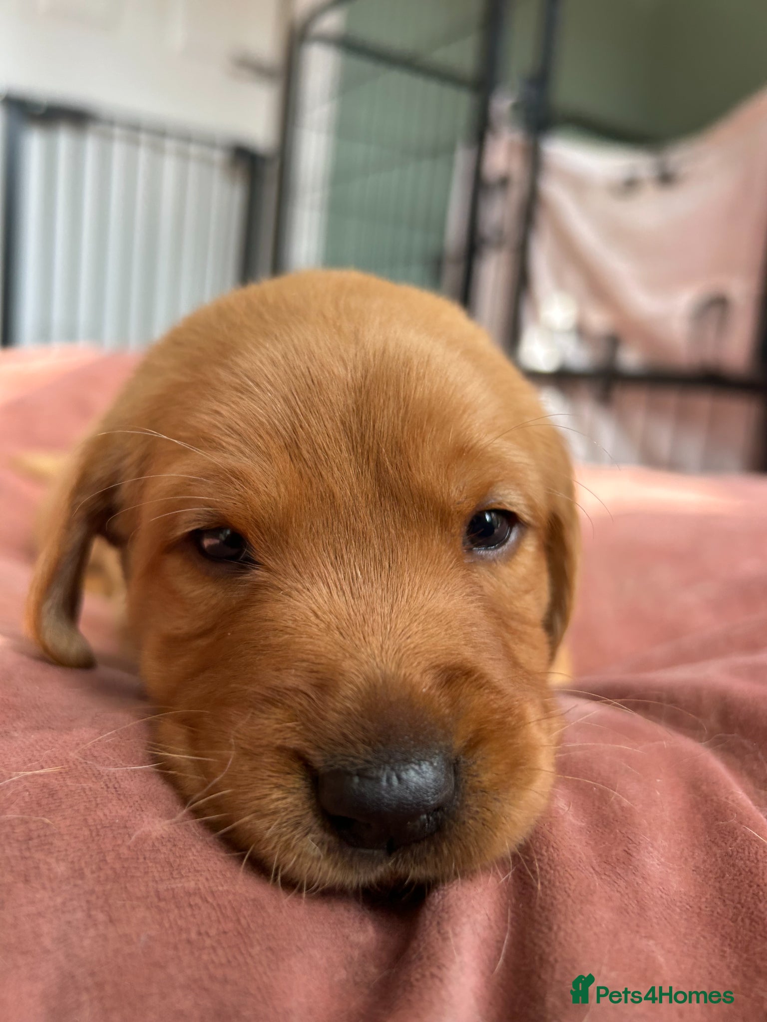 Labrador Retriever dogs Beautiful KC Fox Red Labrador puppies for sale  - Advert 2