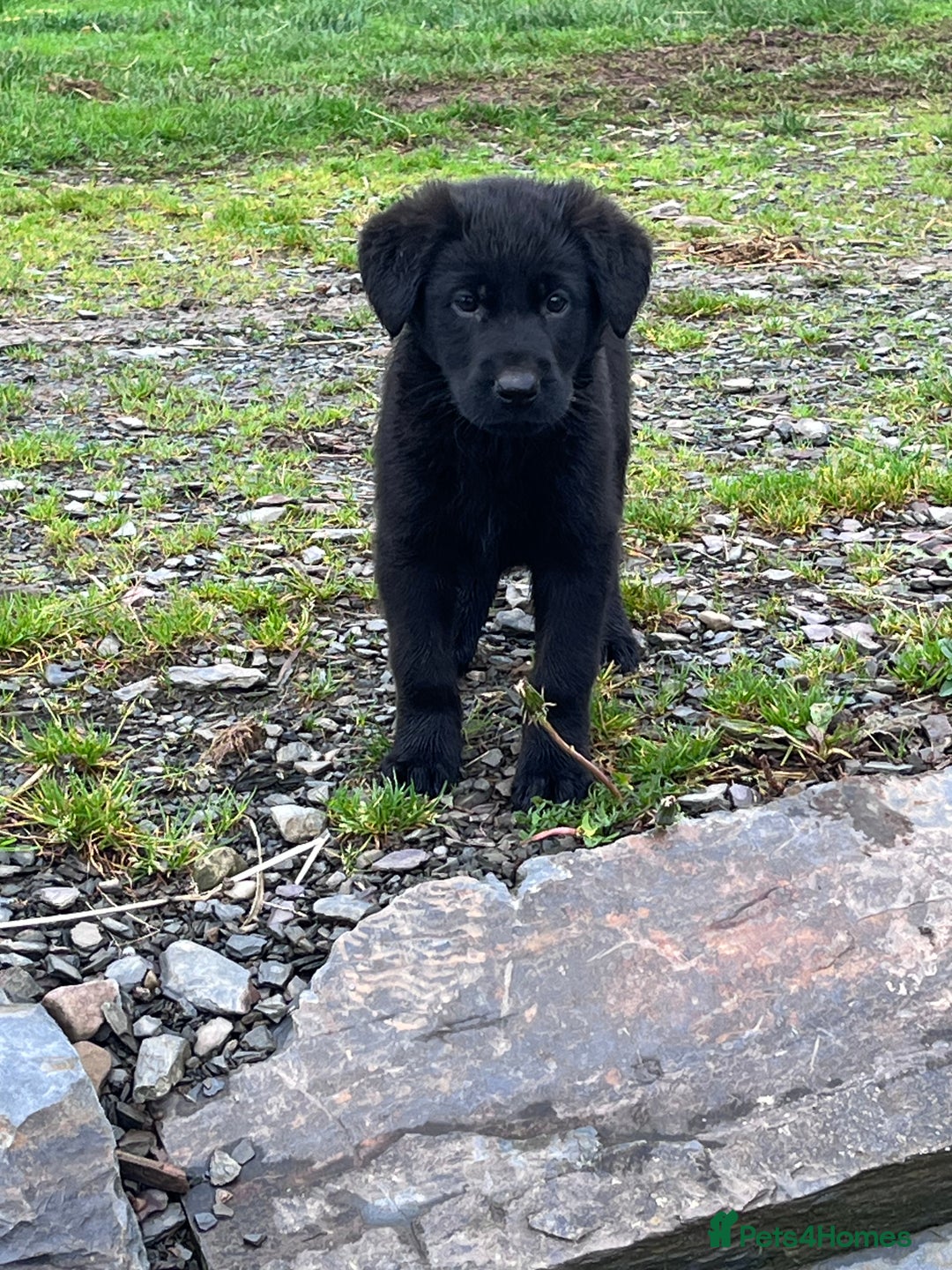 Labrador Retriever dogs for sale: Last incredible little girl  - Advert 19