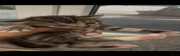 Norwegian Forest Cat cats for sale: 10 stunning family raised kittens - Advert 15