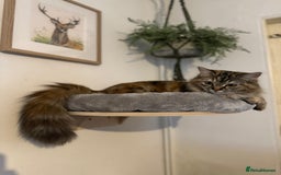 Ragcoon cats for sale: Maine coon x Ragdoll/Bengal kitten available  - Advert 2