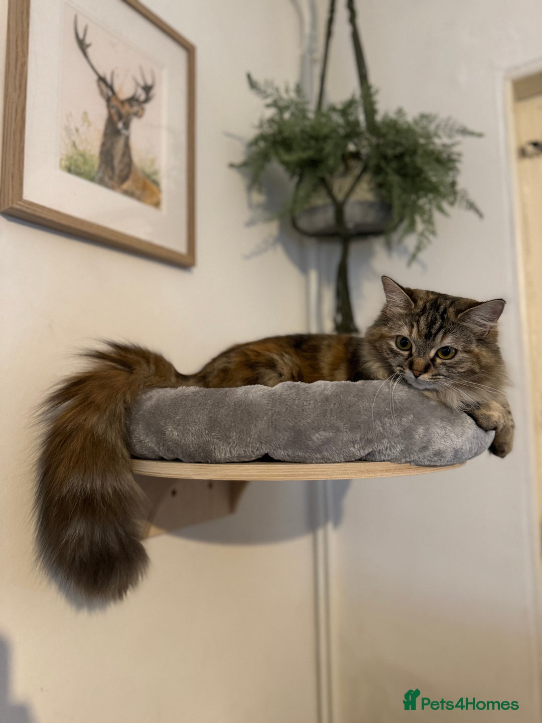 Ragcoon cats for sale: Maine coon x Ragdoll/Bengal kitten available  - Advert 2