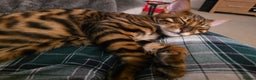 Toyger cats for sale: Toyger Boy - Advert 2