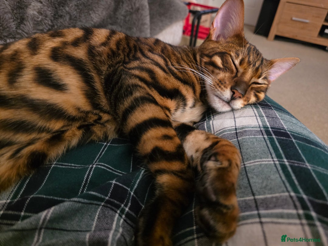 Toyger cats for sale: Toyger Boy - Advert 2