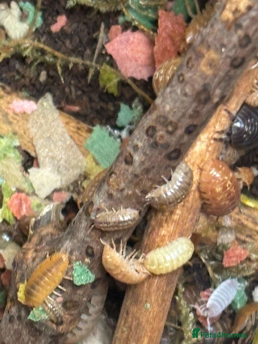 Isopods invertebrates for sale: Mixed types Isopods available Ridgeback Rollers  - Advert 19