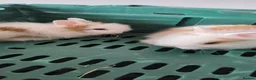 Lionhead rabbits for sale: 2 beautiful purebred lionhead rabbits - Advert 6