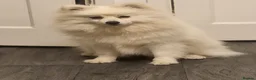 Pomeranian dogs for sale: Pomeranian  in Wolverhampton - Advert 5