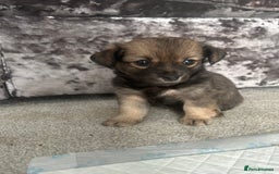 Chorkie dogs for sale: Outstanding chorkie puppies  - Image 1