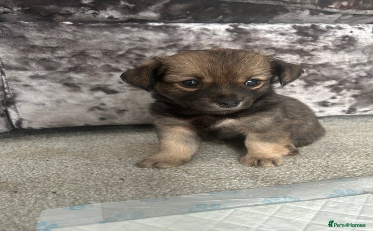 Chorkie dogs - Advert 14