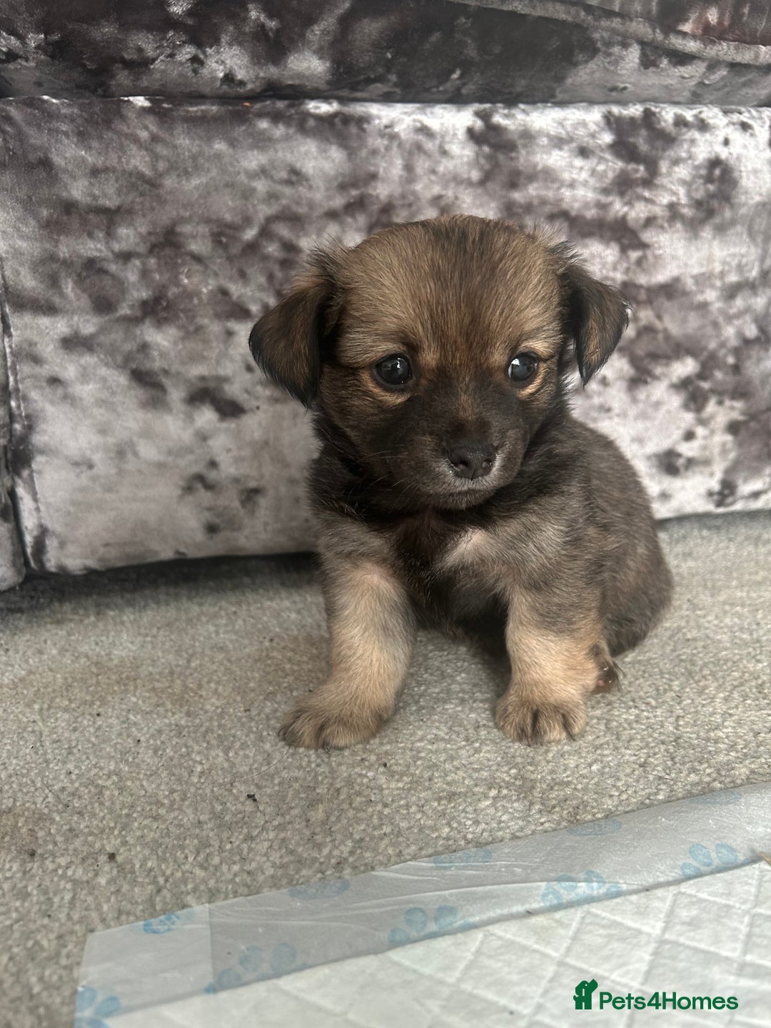 Chorkie dogs for sale: Outstanding chorkie puppies  - Image 1