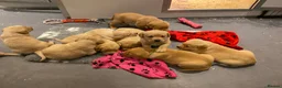 Labrador Retriever dogs for sale: Yellow/Fox Red Labrador puppies - Advert 11