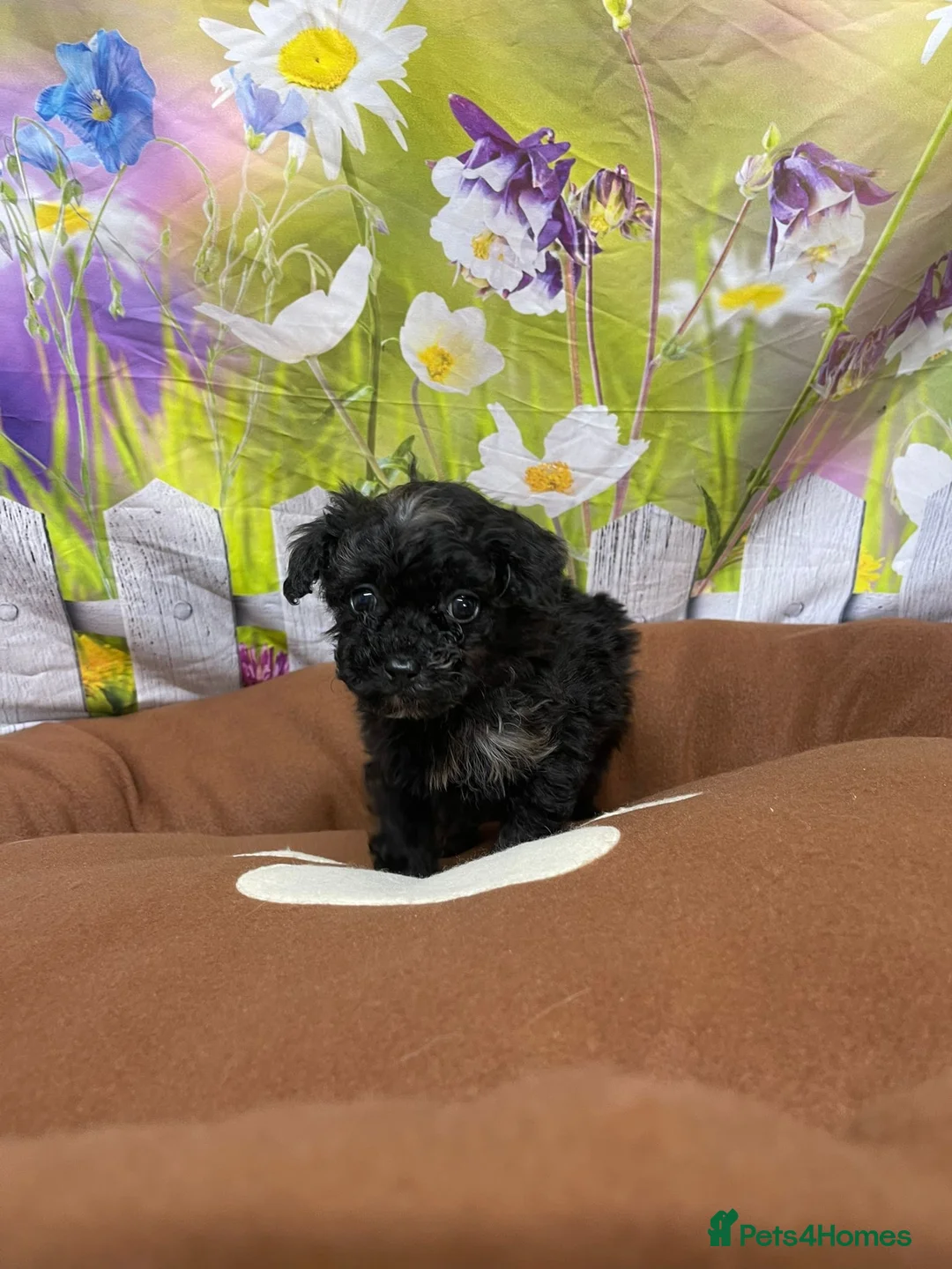 Cavapoo dogs for sale: F1B cavapoos ⭐️ - Advert 9
