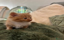Mixed Breed cats for sale: Extra fluffy kittens - Image 3