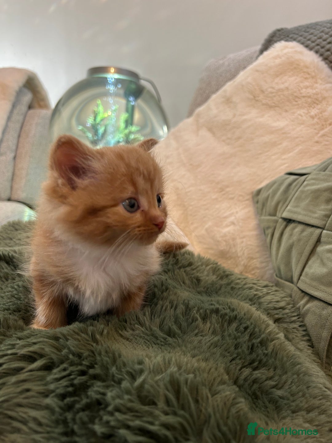Mixed Breed cats for sale: Extra fluffy kittens - Image 3