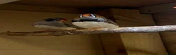 Finches birds for sale: 16 zebra finch - Advert 6