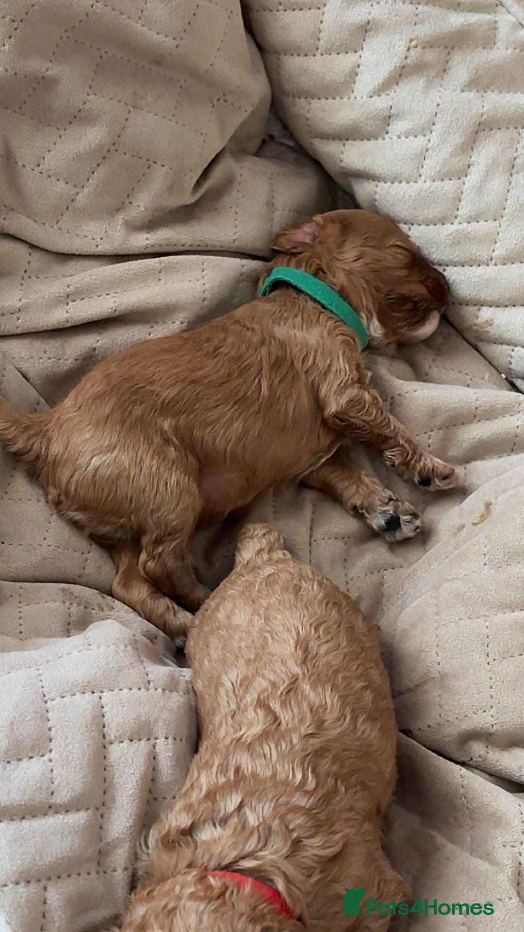 Cavapoo dogs for sale: F1B Red Toy Cavapoos- Health Tested  ************  - Advert 6