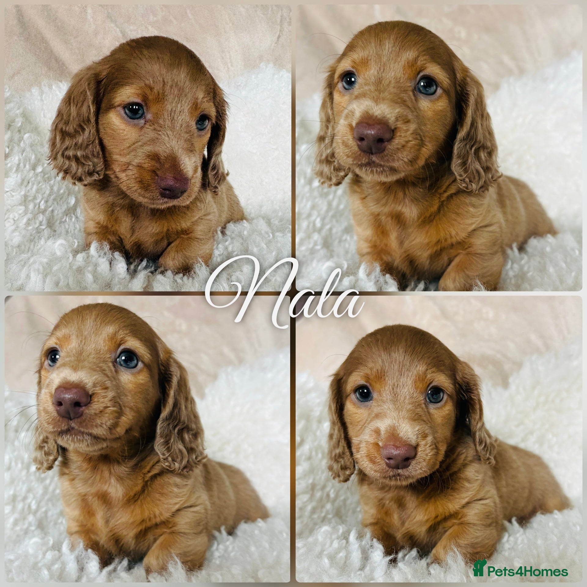 Miniature Dachshund dogs REDUCED KC registered Miniature Dachshund One Left - Advert 8