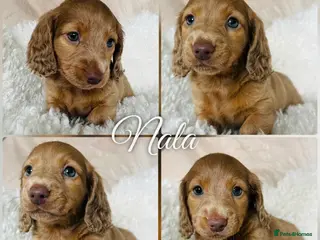 Miniature Dachshund dogs REDUCED KC registered Miniature Dachshund One Left - Advert 8