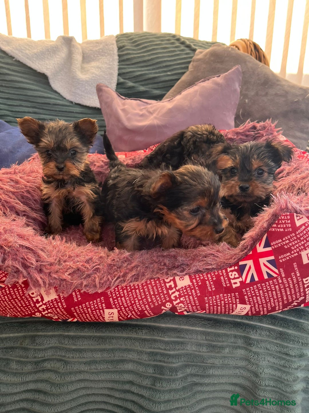 Yorkshire Terrier dogs for sale: Stunning Yorkshire terriers - Image 4