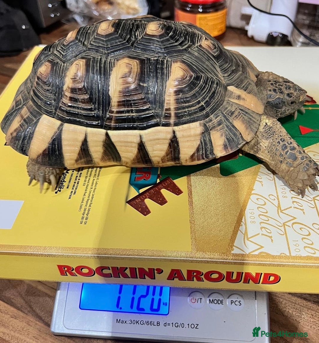 Tortoise reptiles for sale: Marginated Male Tortoise 4yrs old - Advert 3