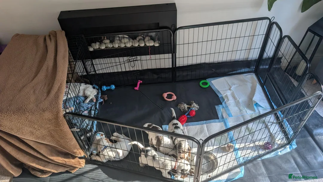 Cocker Spaniel dogs for sale: 1 lovable boy Kc registered show cocker spaniel  - Advert 2