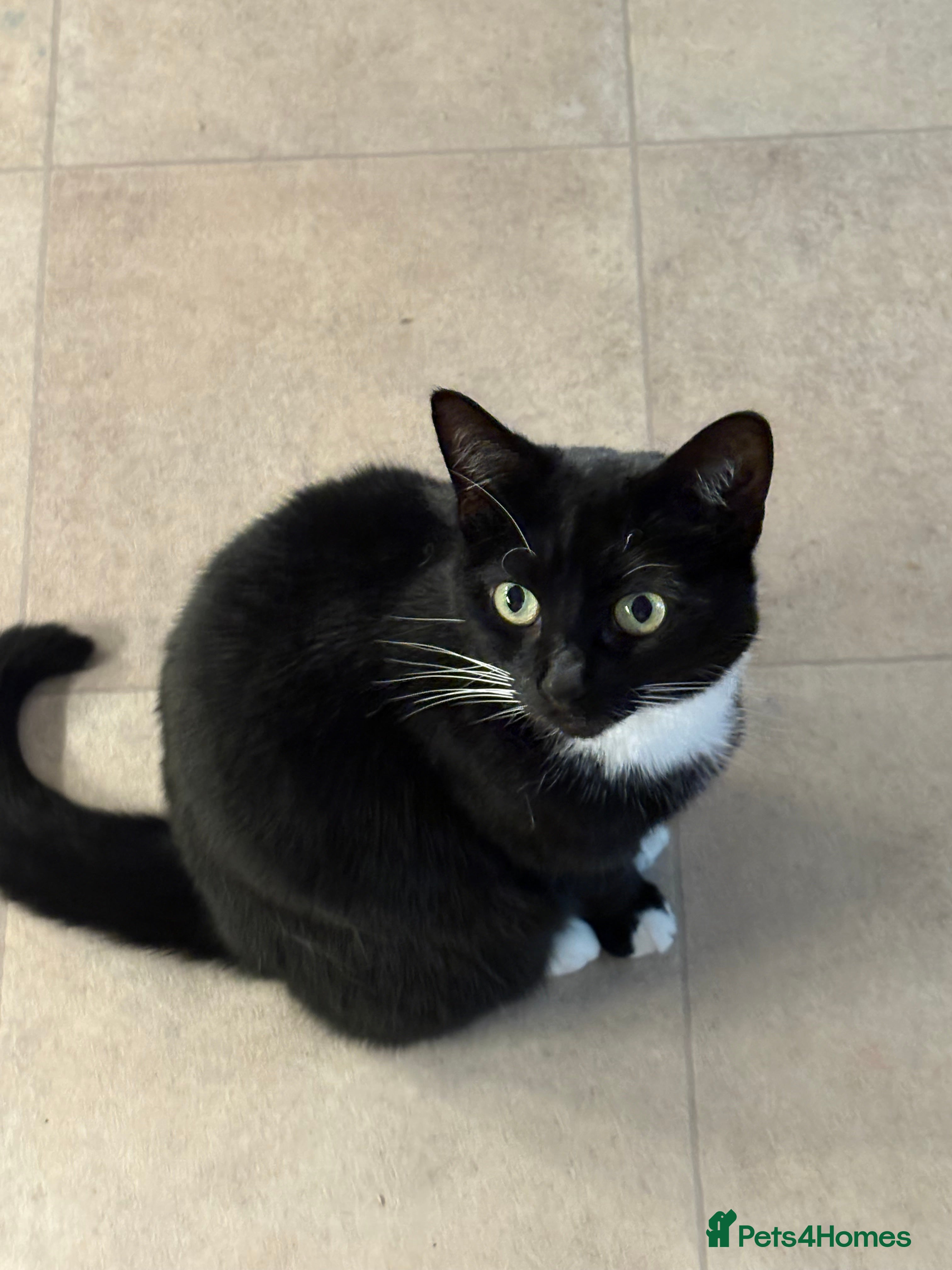 Domestic Shorthair cats Tuxedo cat - Advert 1