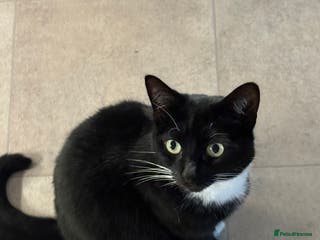 Domestic Shorthair cats Tuxedo cat - Advert 1