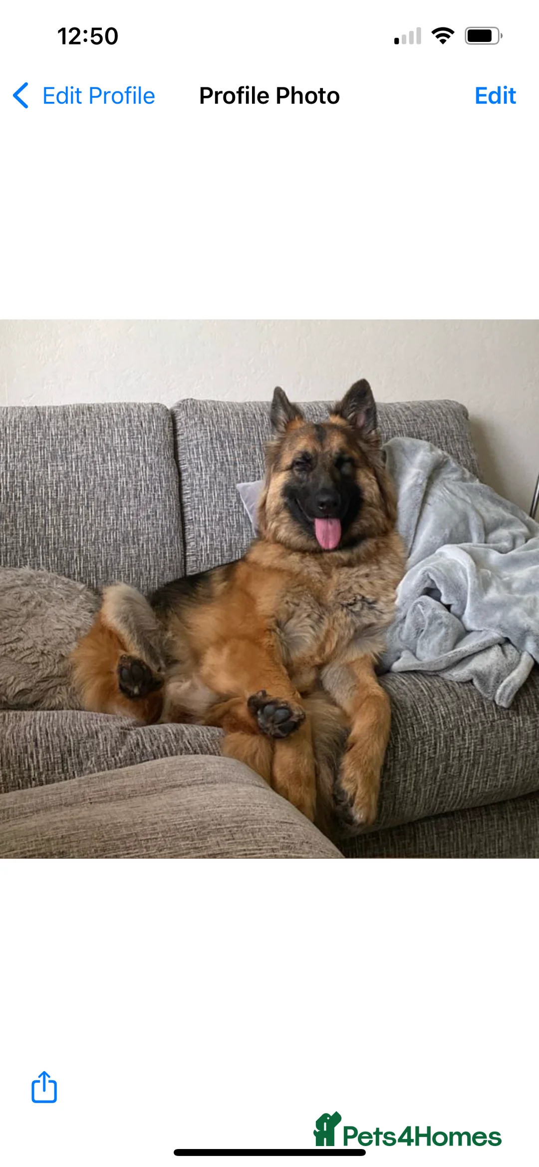 German Shepherd dogs for sale: Bella - German Shepherd looking for a forever home - Advert 13