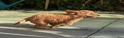 Cavapoo dogs for sale: All puppies reserved. - Advert 29