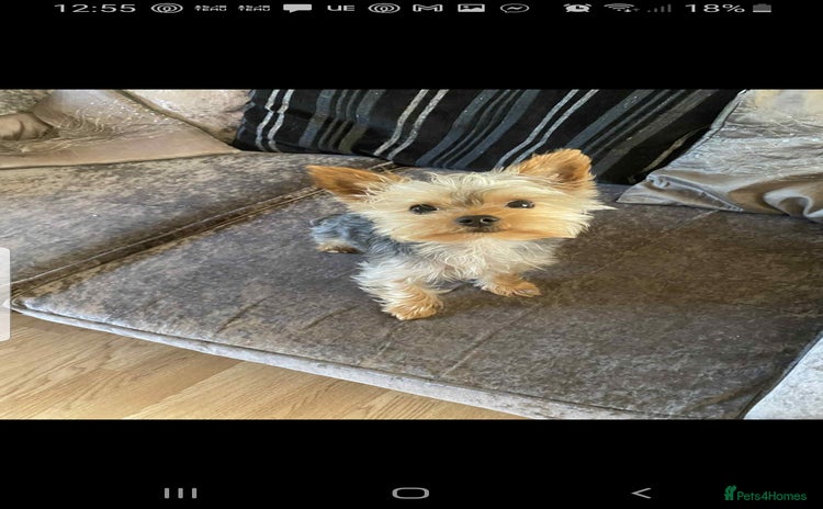 Yorkshire Terrier dogs - Advert 7