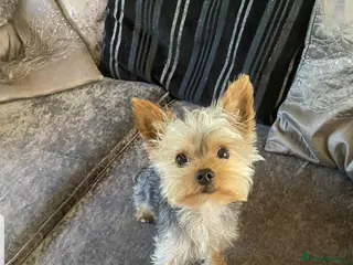 Yorkshire Terrier dogs Long haired mini Yorkshire terrier - Advert 2