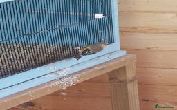 Finches birds for sale: Goldfinch mules  - Image 3