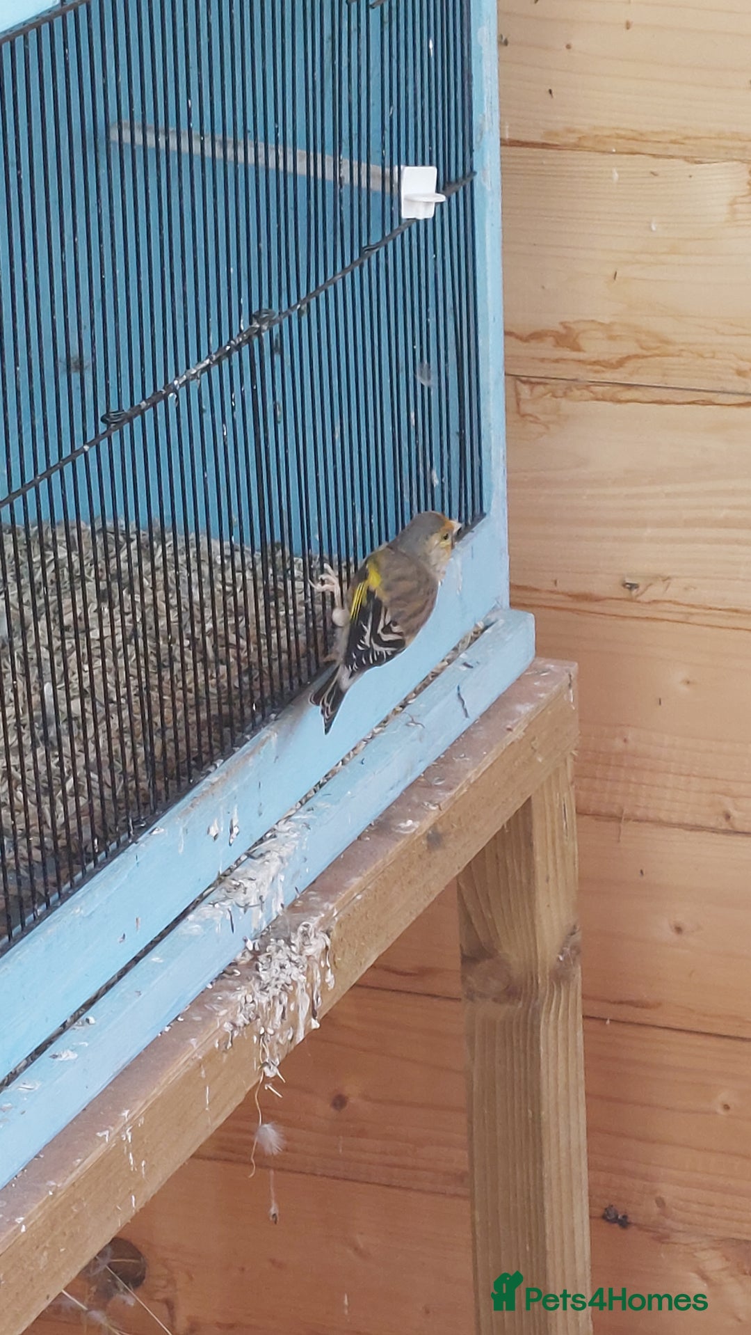 Finches birds for sale: Goldfinch mules  - Image 3