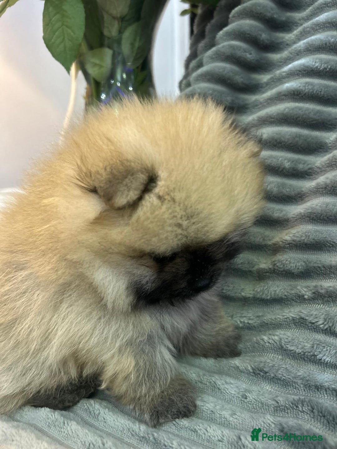 Pomeranian dogs for sale: Show quality tiny beautiful show stopper poms 💙🩷 - Advert 18