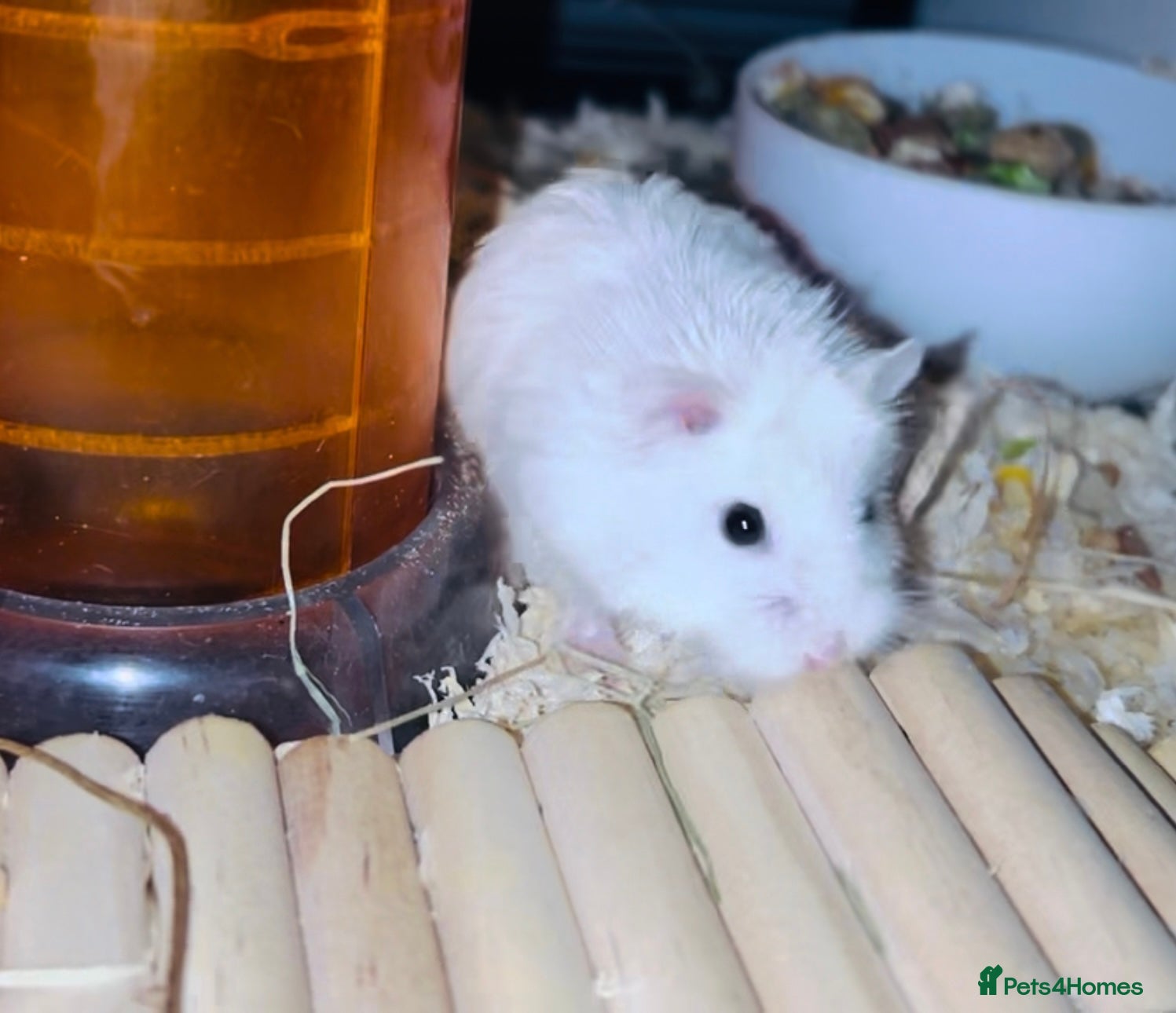 Hamster rodents 2 dwarf hamsters and cages for sale. in Darwen - Advert 1