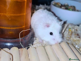 Hamster rodents 2 dwarf hamsters and cages for sale. in Darwen - Advert 1