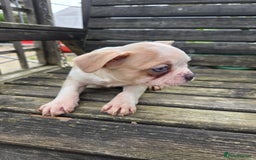 French Bulldog dogs for sale: French bulldog pups pink/fluffy READY NOW - Advert 17