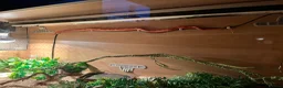 Corn Snake reptiles for sale:  Sunglow cornsnake with full setup and accessories in Colchester - Advert 3