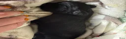 Cocker Spaniel dogs for sale: Cocker spaniel  in Montgomery - Advert 2