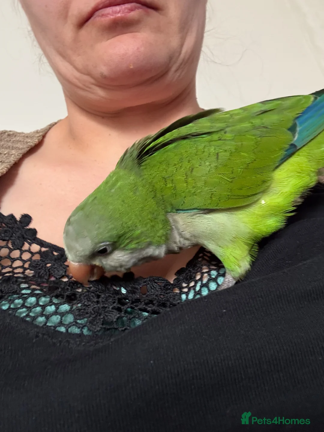 Parrots birds for sale: 15 week old Quaker parrot in Newton Abbot - Advert 6