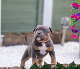 American Bully Puppy 6