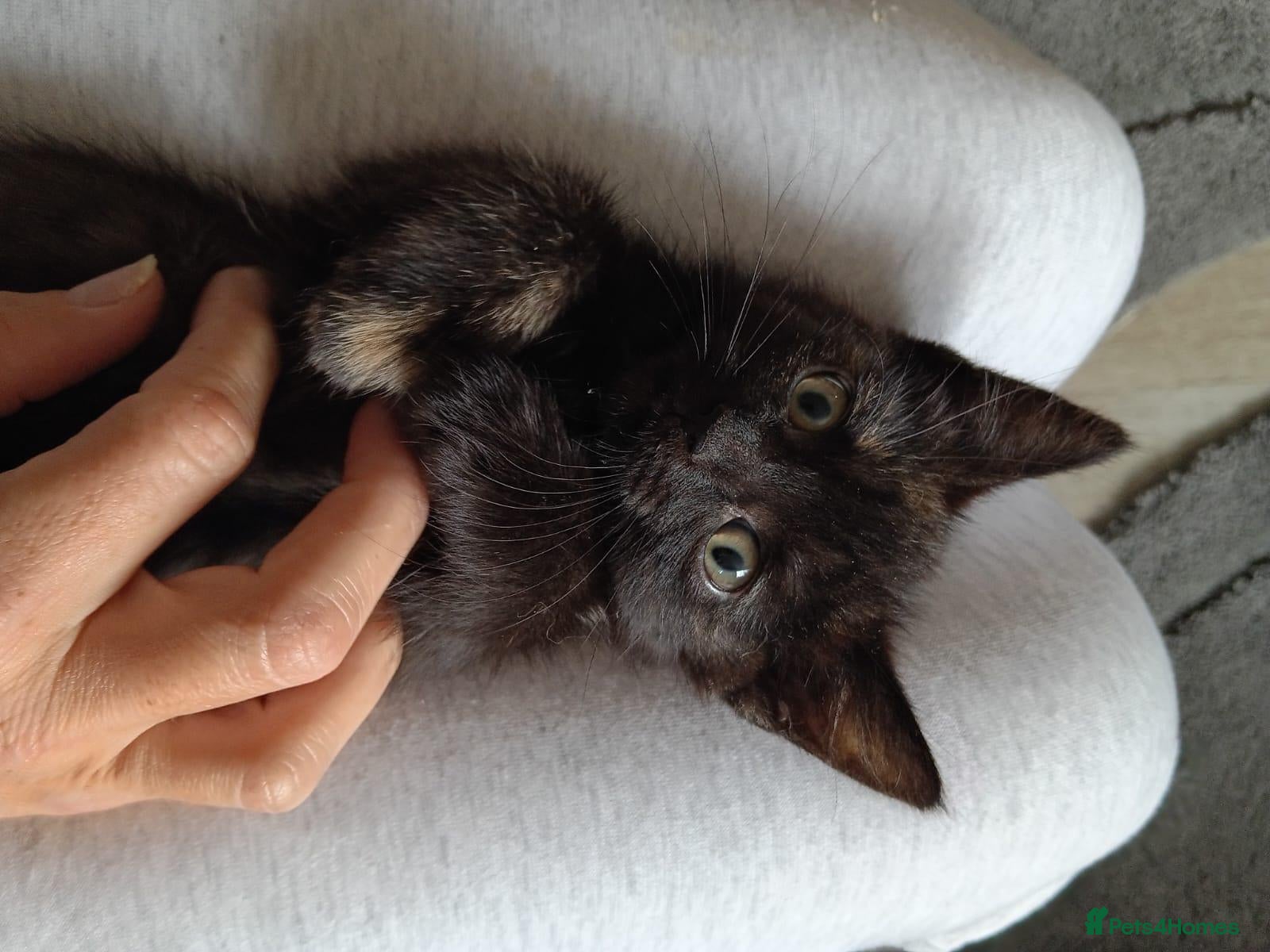 Mixed Breed cats Beautiful kittens  - Advert 4