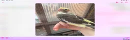 Cockatiels birds for sale: Baby cocktails for sale - Advert 12