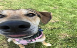 Mixed Breed dogs for adoption: Caleb – I year old, Handsome Hound Mix Boy 💙 - Image 9