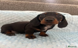 Miniature Dachshund dogs for sale: *REDUCED* 2 stunning female pups left - Image 28