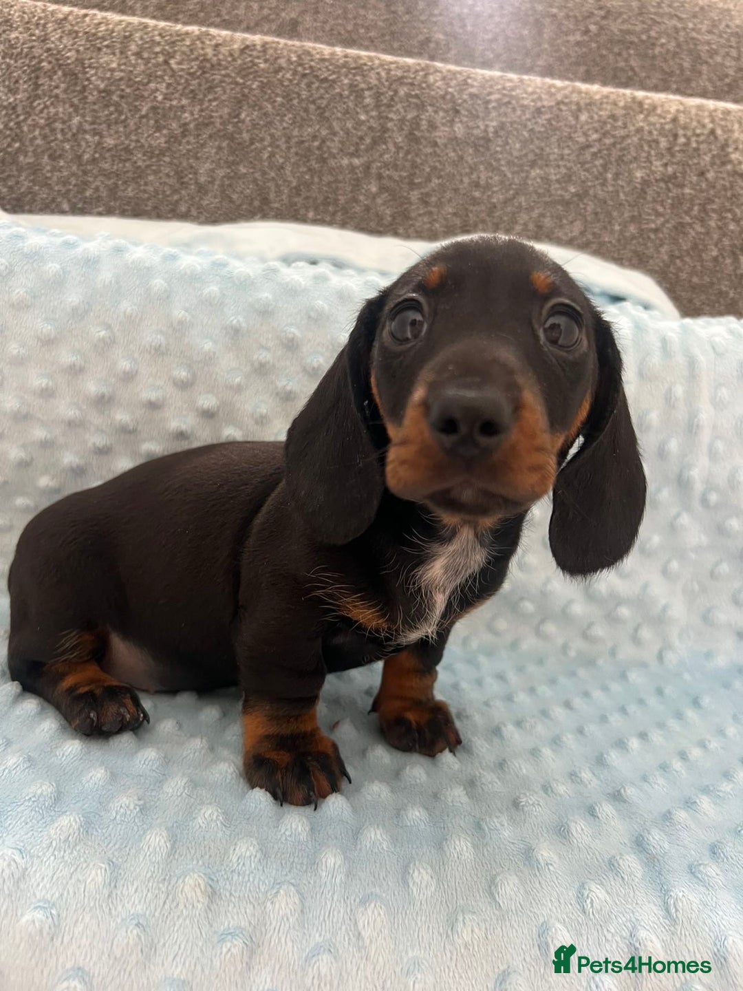 Miniature Dachshund dogs for sale: *REDUCED* 2 stunning female pups left - Image 28