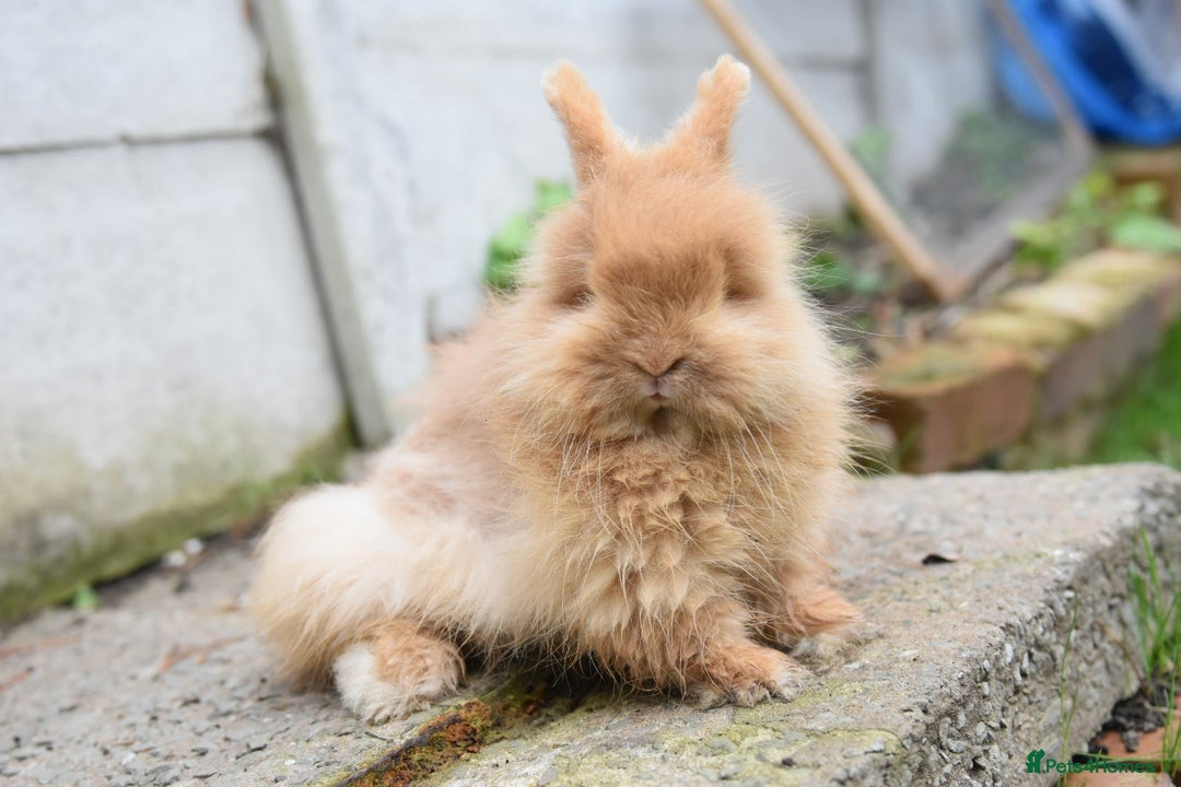 Mixed Breed rabbits for sale: Angora x Lionhead Female Looking For Home  - Image 10