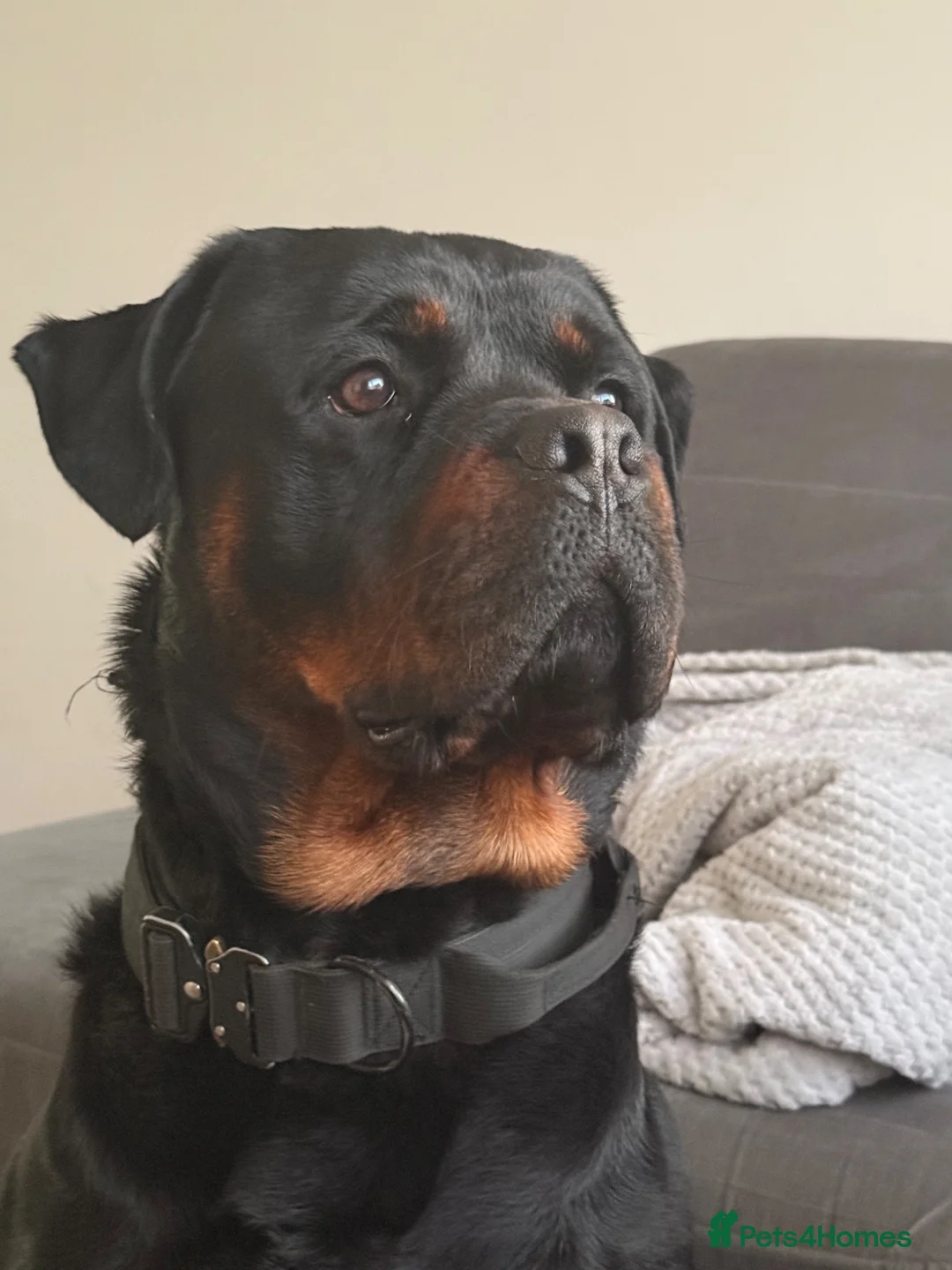 Rottweiler dogs for sale: 2 year old Rottweiler for sale - Advert 1