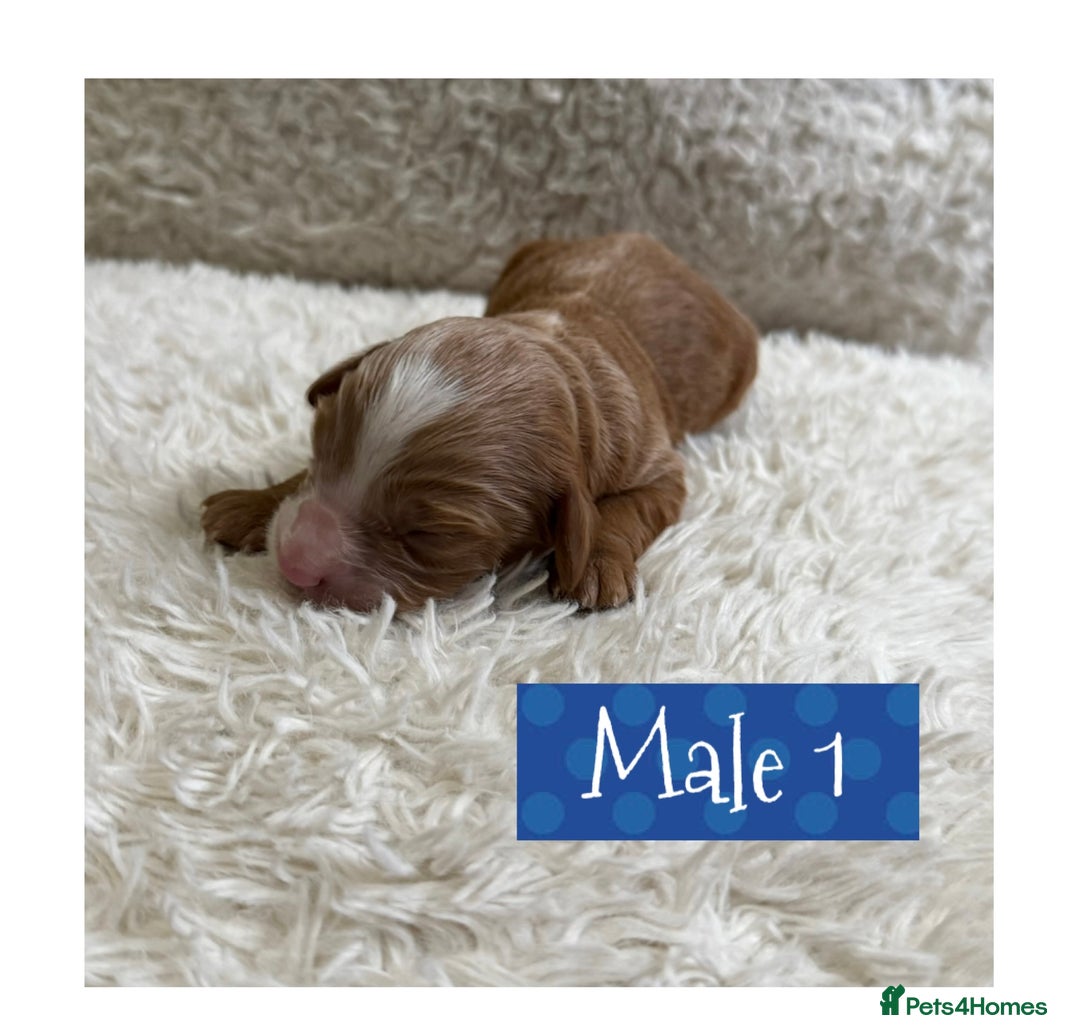 Cavapoo dogs for sale: F1b Cavapoo puppies for sale! - Image 5