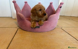 Labradoodle dogs for sale: ⭐️⭐️ Stunning F1 Miniature Labradoodles ⭐️⭐️ - Advert 4
