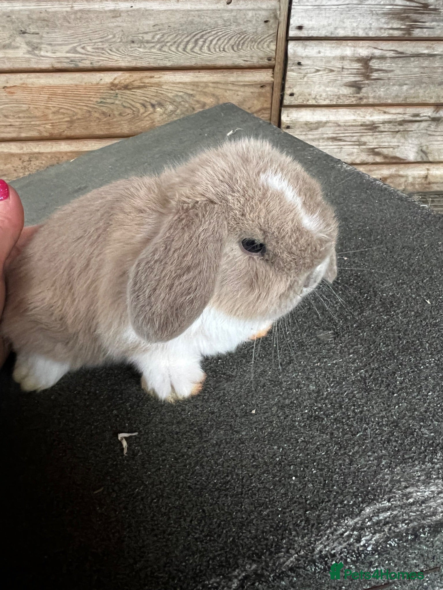 Mini Lop rabbits Mini lop baby bunnies  - Advert 1